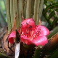 Flor de palma