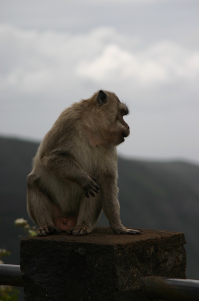 Mono mirando
