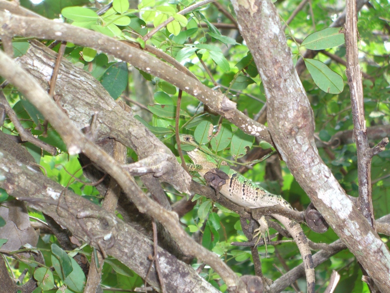 Lagarto o iguana