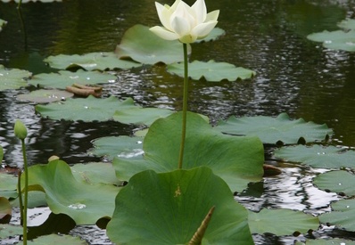 Flor de loto (2473 visitas) Flor de loto, Pamplemousses Flor de loto