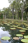 Lago de nenúfares