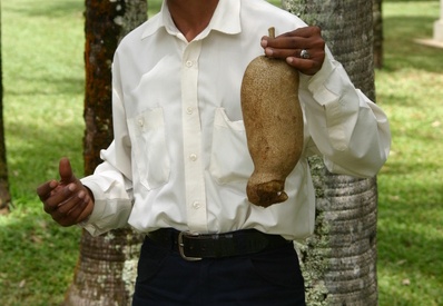Fruto del árbol del “salami” (2960 visitas) Fruto del árbol del “salami” El guía nos enseña el fruto del árbol del “salami” Fruto del árbol del “salami”