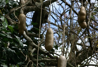 Árbol del salami (2851 visitas) Árbol del salami. Frutos del árbol del salami Árbol del salami