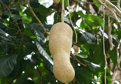 Fruto del árbol del salami (2807 visitas) Detalle del fruto del árbol del salami: Fruto del árbol del salami