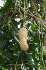 Fruto del árbol del salami