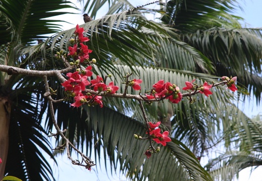 Palmera con sus flores (2913 visitas) Palmera con sus flores Palmera con sus flores