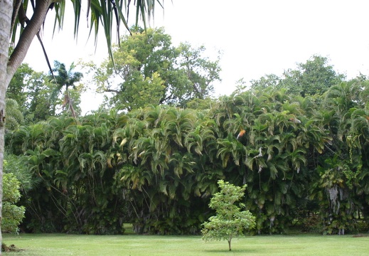 Seto hecho con palmeras (2788 visitas) Seto hecho con palmeras Seto impenetrable hecho con palmeras Seto hecho con palmeras