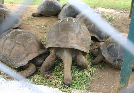 Tortugas gigantes (3404 visitas) Tortugas gigantes en Isla Mauricio. Proceden de las Maldivas, ya que fueron extinguidas en su hábit... Tortugas gigantes