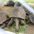Tortugas gigantes