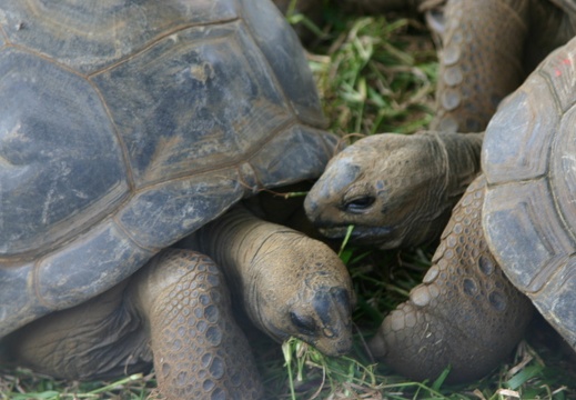 Tortugas (2630 visitas) Detalle de tortugas Tortugas