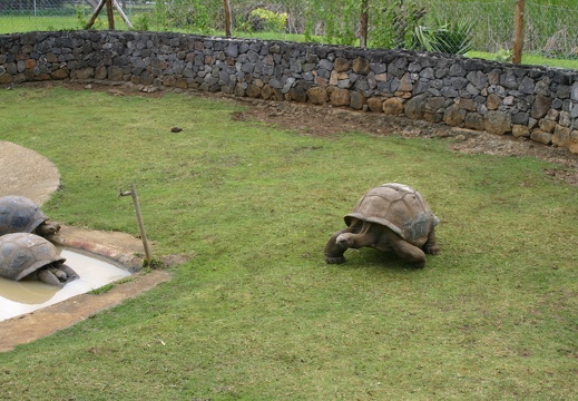 Tortuga hacia la piscina (2953 visitas) Tortuga a la carrera. ¡Se dispone a tirarse a la piscina! Tortuga hacia la piscina