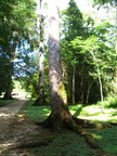 Árbol del caucho