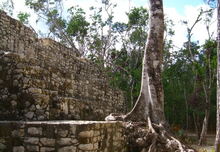 Más estragos de la selva (2348 visitas) Más estragos de la selva sobre las ruinas de Cobá Más estragos de la selva
