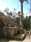 Más estragos de la selva