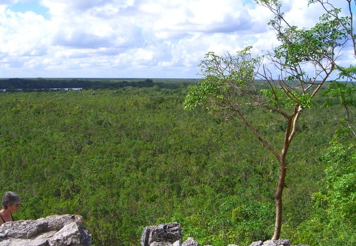 Selva de Cobá (2455 visitas) Selva de Cobá Vistas espectaculares de la selva que rodea todo Cobá Selva de Cobá