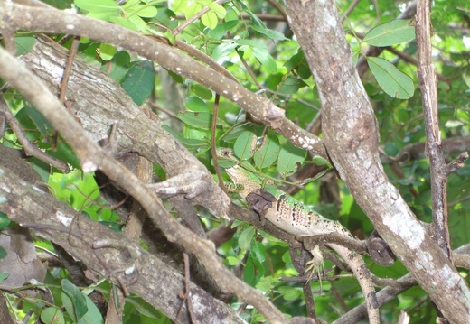 Lagarto o iguana (2527 visitas) Lagarto o iguana en Cobá Lagarto o iguana