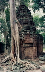 Árbol y templo