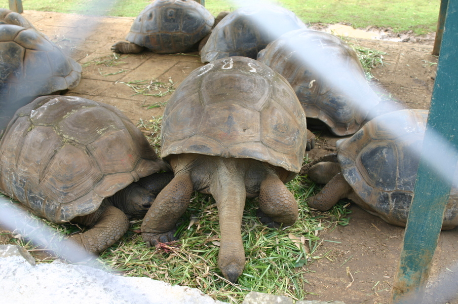 Tortugas gigantes